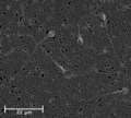 Thumbnail for version as of 02:19, 23 September 2025